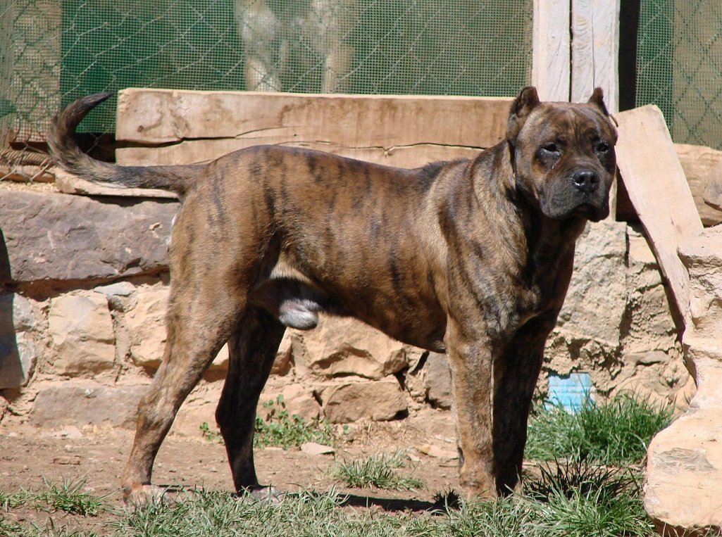 Images of Spanish Bulldog